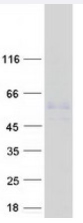 SDS-PAGE (MMP3-780H).jpg